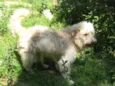 Bolinha