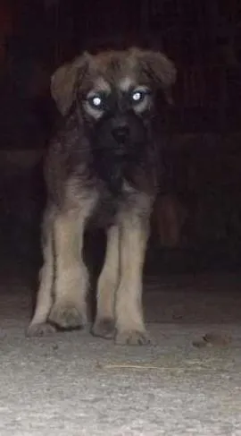 Cachorro ra a SRD idade 2 a 6 meses nome não tem