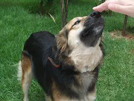 Cachorro ra a SRD idade 4 anos nome Lessie