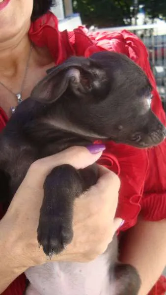Cachorro ra a Vira Lata idade 2 a 6 meses nome Sem nome
