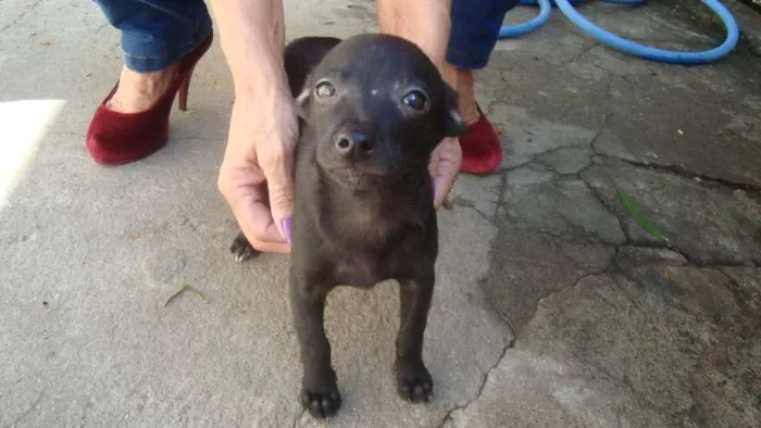 Cachorro ra a Vira Lata idade 2 a 6 meses nome Sem nome