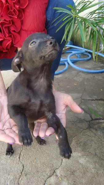 Cachorro ra a Vira Lata idade 2 a 6 meses nome Sem nome