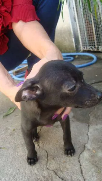 Cachorro ra a Vira Lata idade 2 a 6 meses nome Sem nome