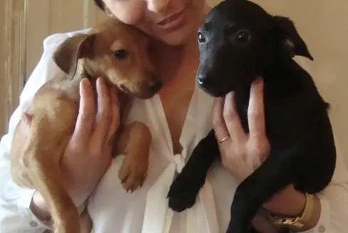 Cachorro ra a Vira Lata idade 2 a 6 meses nome Sem nome