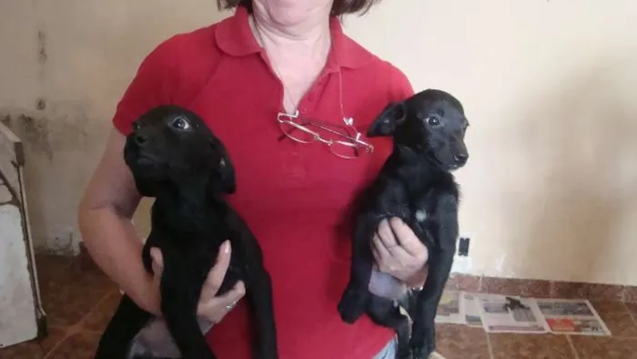 Cachorro ra a Vira Lata idade 2 a 6 meses nome Sem nome