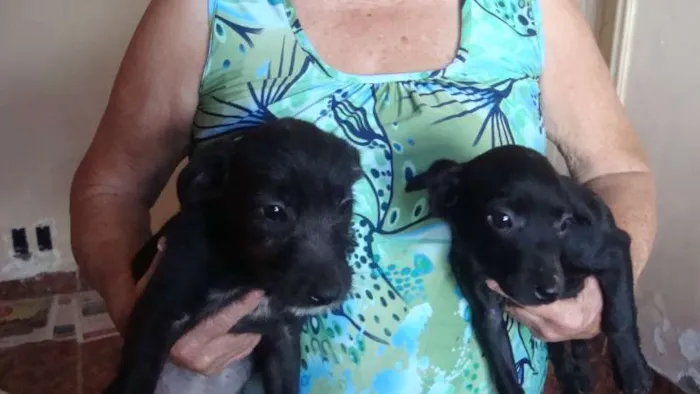 Cachorro ra a Vira Lata idade 2 a 6 meses nome Sem nome