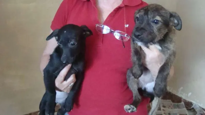Cachorro ra a Vira Lata idade 2 a 6 meses nome Sem nome