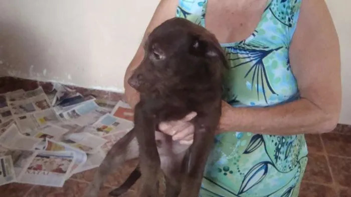 Cachorro ra a Vira Lata idade 2 a 6 meses nome Sem nome