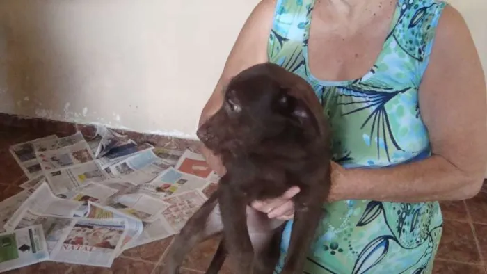 Cachorro ra a Vira Lata idade 2 a 6 meses nome Sem nome
