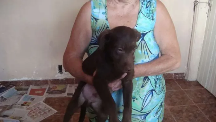 Cachorro ra a Vira Lata idade 2 a 6 meses nome Sem nome