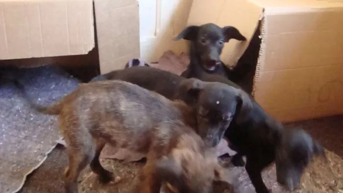 Cachorro ra a Vira Lata idade 2 a 6 meses nome Sem nome