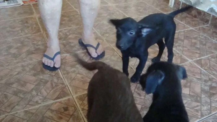 Cachorro ra a Vira Lata idade 2 a 6 meses nome Sem nome