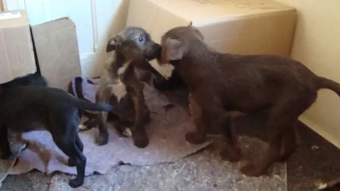 Cachorro ra a Vira Lata idade 2 a 6 meses nome Sem nome