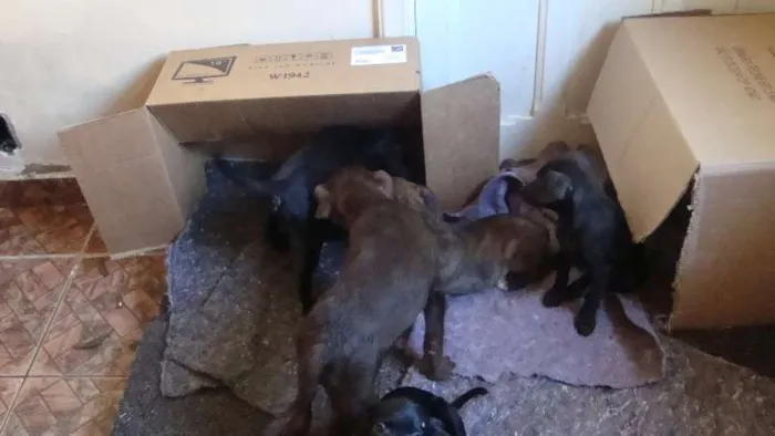 Cachorro ra a Vira Lata idade 2 a 6 meses nome Sem nome