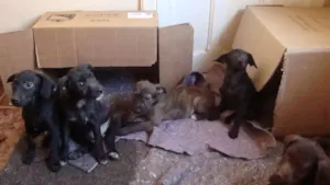 Cachorro raça Vira Lata idade 2 a 6 meses nome Sem nome