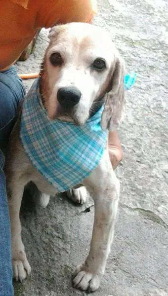 Cachorro ra a Beagle idade 4 anos nome Beagle