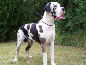Cachorro raça Dog alemão idade 6 ou mais anos nome Grandão