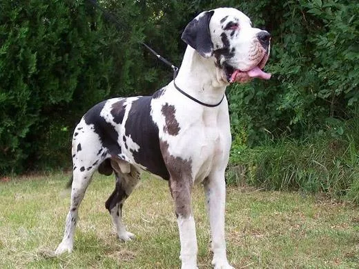 Cachorro ra a Dog alemão idade 6 ou mais anos nome Grandão