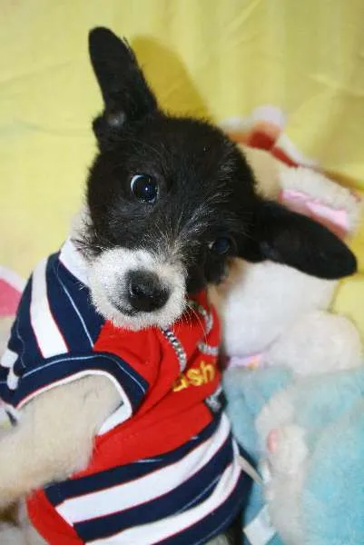 Cachorro ra a SEM RAÇA DEFINIDA idade 2 a 6 meses nome CASAL PARA ADOÇÃO