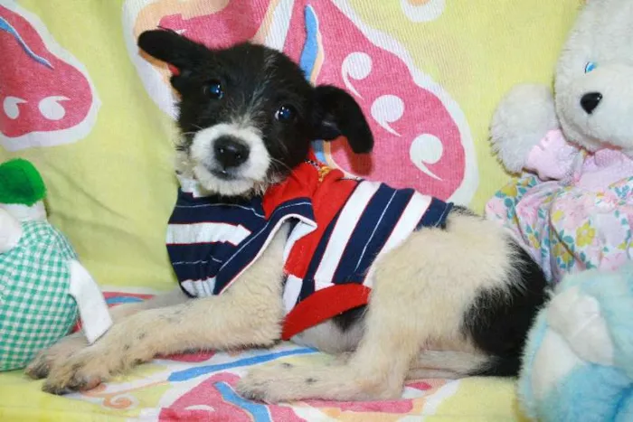 Cachorro ra a SEM RAÇA DEFINIDA idade 2 a 6 meses nome CASAL PARA ADOÇÃO