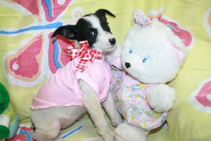 Cachorro ra a SEM RAÇA DEFINIDA idade 2 a 6 meses nome CASAL PARA ADOÇÃO