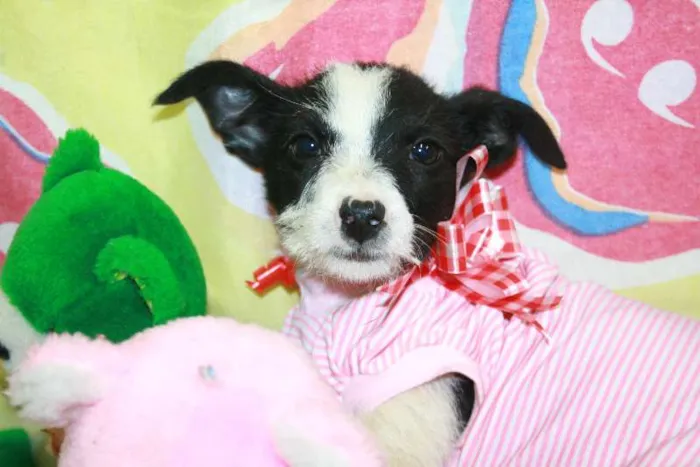 Cachorro ra a SEM RAÇA DEFINIDA idade 2 a 6 meses nome CASAL PARA ADOÇÃO