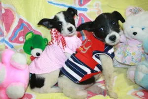 Cachorro raça SEM RAÇA DEFINIDA idade 2 a 6 meses nome CASAL PARA ADOÇÃO