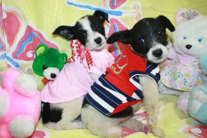 Cachorro ra a SEM RAÇA DEFINIDA idade 2 a 6 meses nome CASAL PARA ADOÇÃO