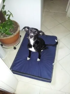Cachorro raça SRD idade 1 ano nome João