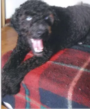 Cachorro raça Vira Lata idade 2 anos nome Florzinha