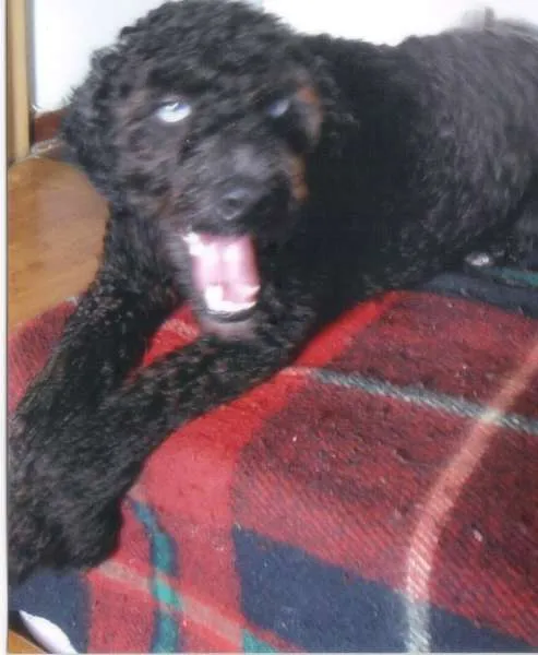 Cachorro ra a Vira Lata idade 2 anos nome Florzinha