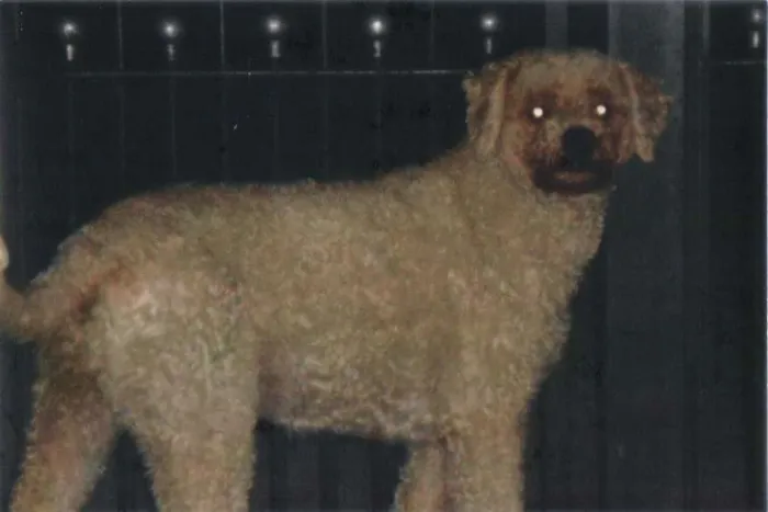 Cachorro ra a Vira lata idade 2 anos nome Lassie