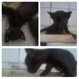 Gato raça SRD idade Abaixo de 2 meses nome Ferdinando