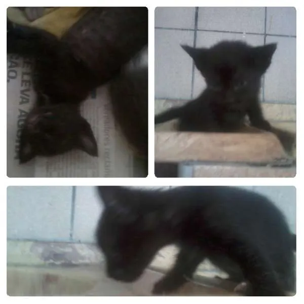 Gato ra a SRD idade Abaixo de 2 meses nome Ferdinando