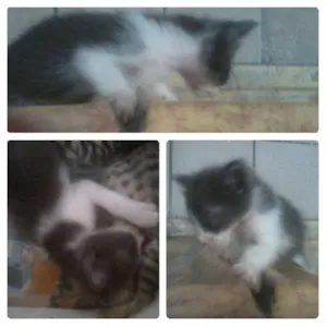 Gato raça SRD idade Abaixo de 2 meses nome Hérmes