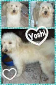 YOSHI