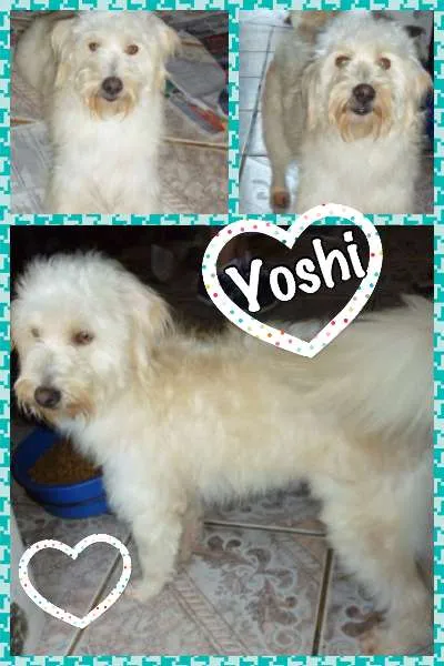 Cachorro ra a SRD idade 2 anos nome YOSHI