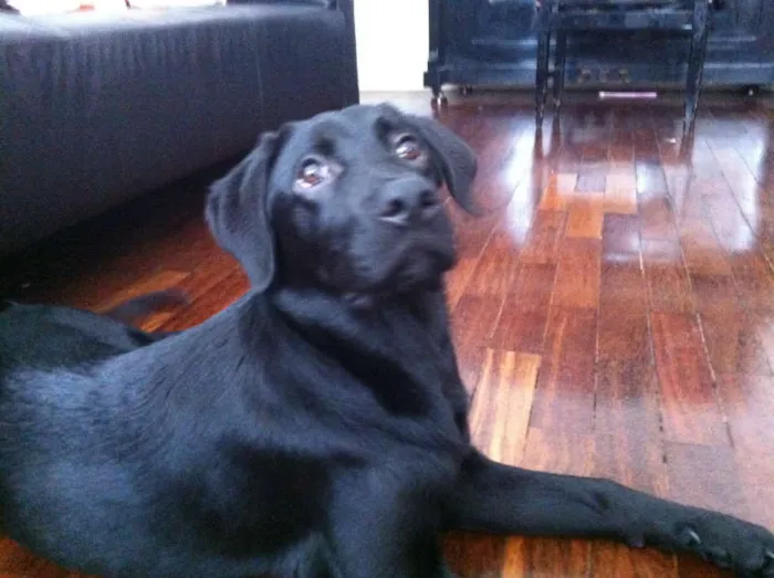 Cachorro ra a Labrador idade 7 a 11 meses nome Estrela