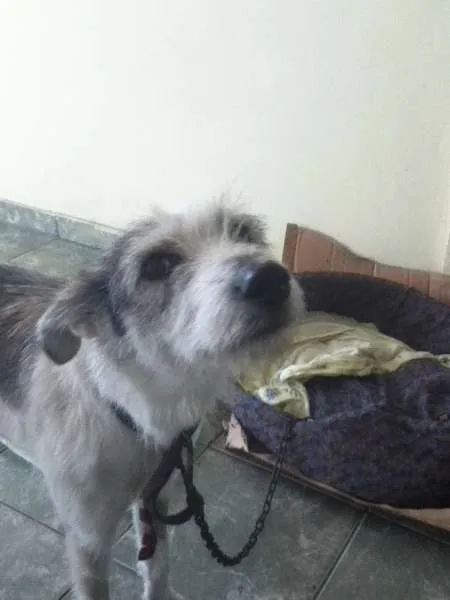 Cachorro ra a SRD idade 1 ano nome Nina