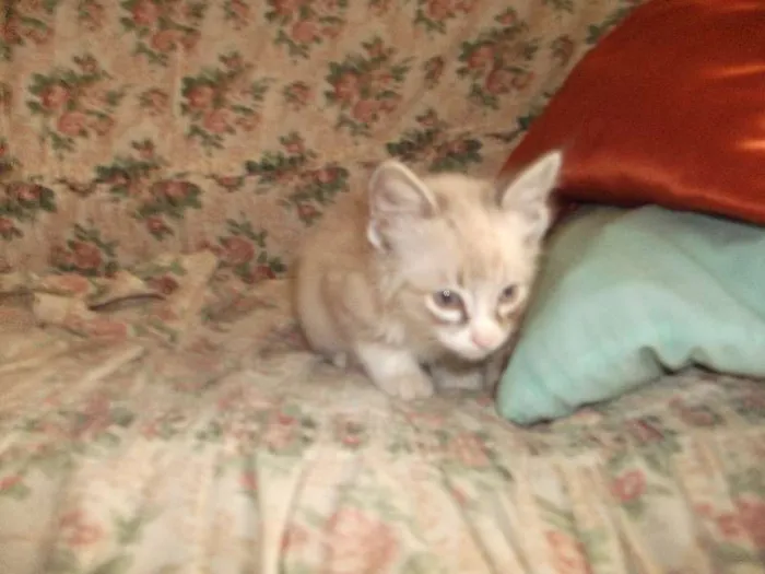 Gato ra a  idade 2 a 6 meses nome sem nome
