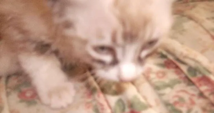 Gato ra a  idade 2 a 6 meses nome sem nome