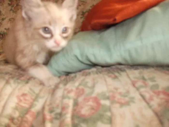 Gato ra a  idade 2 a 6 meses nome sem nome