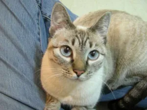 Gato raça SRD idade 7 a 11 meses nome Molly