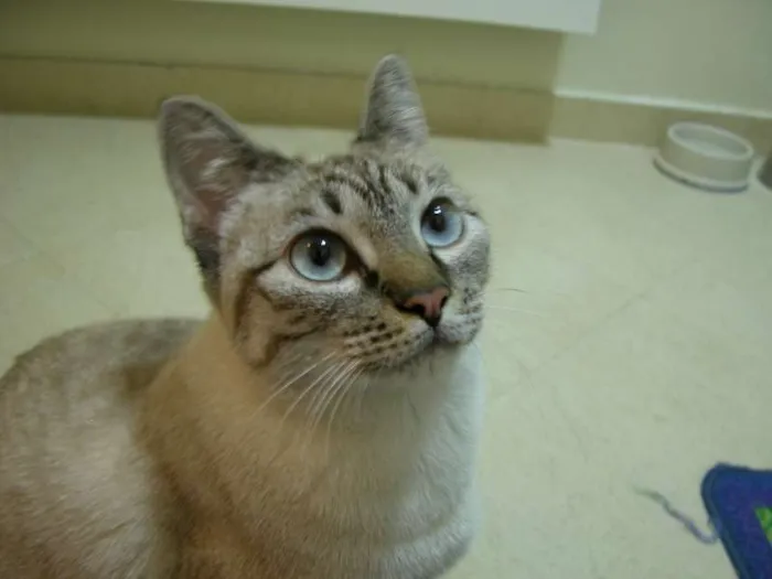 Gato ra a SRD idade 7 a 11 meses nome Molly