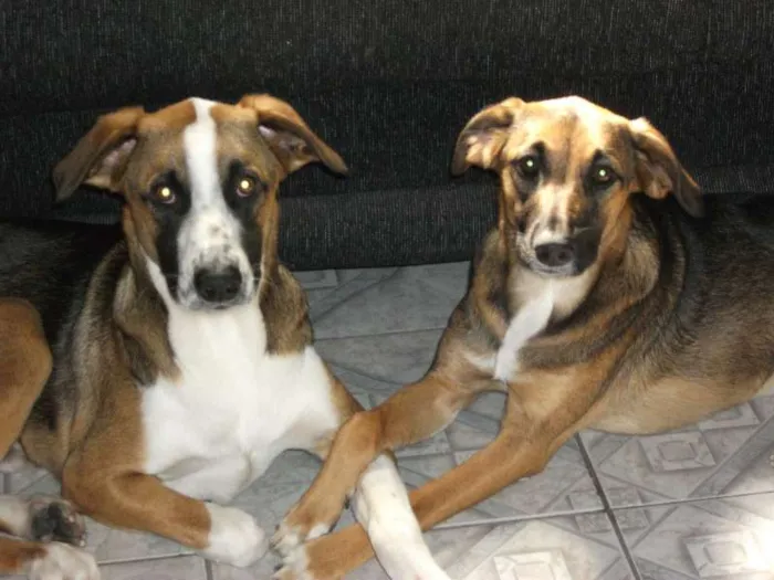 Cachorro raça sem raça definida idade 2 anos nome Duque e Mimi