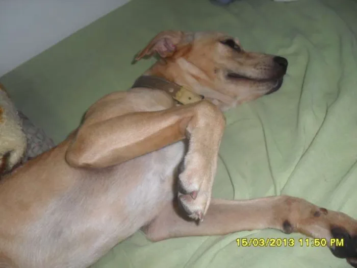 Cachorro ra a Labrador com Vira-lata idade 1 ano nome Freddy