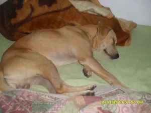 Cachorro raça Labrador com Vira-lata idade 1 ano nome Freddy