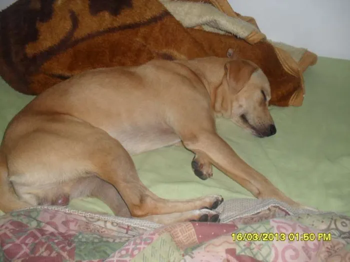 Cachorro ra a Labrador com Vira-lata idade 1 ano nome Freddy