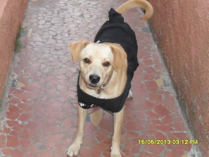 Cachorro ra a Labrador com Vira-lata idade 1 ano nome Freddy
