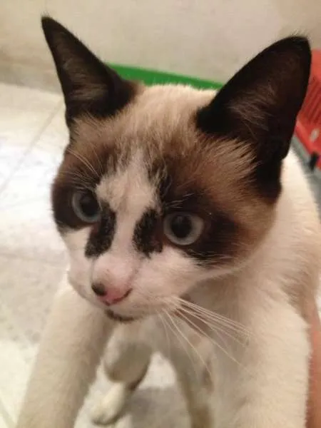Gato ra a Mestiço a siâmes idade 2 a 6 meses nome Luidgi